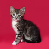 Fototapeta Koty - Striped and white kitten sitting on red