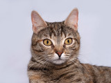 Fototapeta Koty - Tricolor striped cat sitting on gray