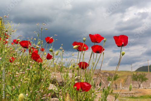 Fototapeta na wymiar Blooming poppies flowers on green field natural background 