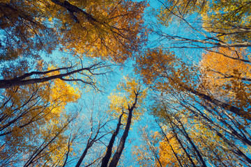 Wall Mural - Autumn forest. Trees pattern. Looking up the blue sky. backgroun