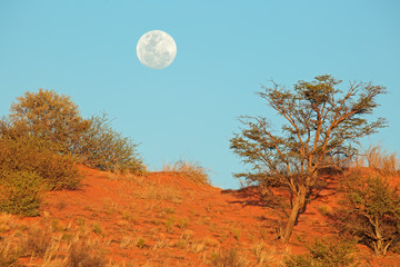 Wall Mural - African landscape with a red sand dune and early full moon, Kalahari desert, South Africa.