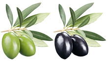 Green And Black Olives With Leaves On A White Background.