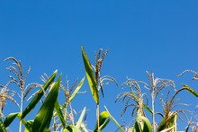Flower Corn And Blue Sky
