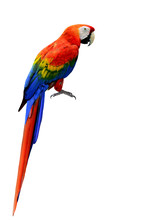 Beautiful Scarlet Macaw Bird In Natural Color With Full Details