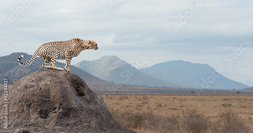 Maty Zwierzęta  gepard