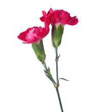 Two Carnations Isolated On White Background. Shallow Depth Of Field