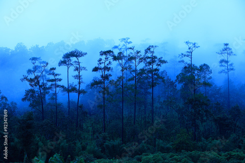 Plakat na papierze fotorealistycznym Północnej Tajlandii rainforest we mgle przed wschodem słońca