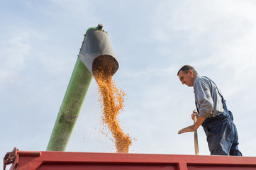 Wall Mural - Corn harvest