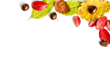 Wall Mural - colorful autumnal leaves and nuts on white background with copy space