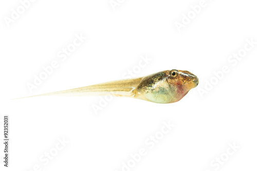 Fotografia, Obraz Tadpole isolated on white background. This has clipping path.