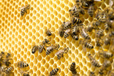 Fototapeta Zwierzęta - bees swarming on a honeycomb