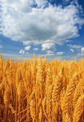 Wall Mural - Wheat field against a blue sky