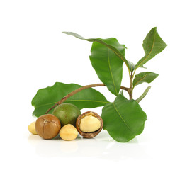 Wall Mural - macadamia nuts on white background