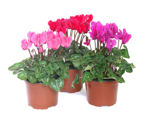 Poster - Cyclamens en pot