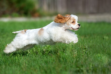 American Cocker Spaniel Dog Running Outdoors In Summer