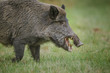 Male wild boar foraging in green meadow
