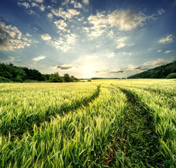 Wall Mural - road in field with green ears of wheat