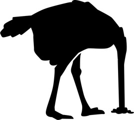 Wall Mural - Ostrich burying head into the ground