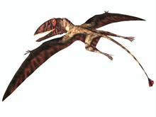 Dimorphodon On White - Dimorphodon Was A Carnivorous Pterosaur That Lived In England During The Jurassic Period.