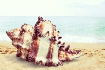 Wall Mural - Shell.