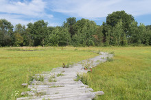 Wooden Path In Grass Field
