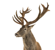 Close-up Of A Red Deer Stag In Front Of A White Background
