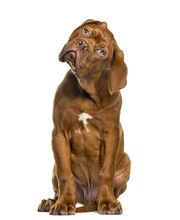 Dogue De Bordeaux In Front Of White Background
