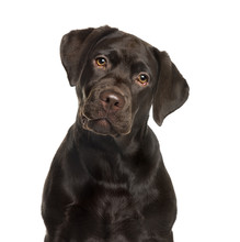 Labrador In Front Of White Background
