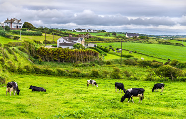 herd of cows in pasture in county antrim of northern ireland