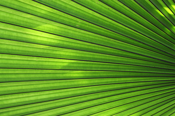 Texture of Green palm Leaf