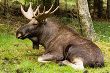 Moose (Alces Alces)