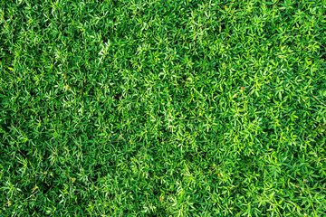 Wall Mural - natural green background