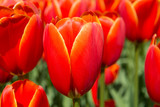 Fototapeta Tulipany - Tulip garden