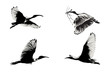 Flying ibis illustration