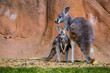 female with young, Red Kangaroo, Megaleia rufa