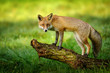 Red fox standing on tree trunk