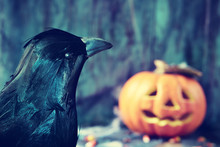 Crow And Carved Pumpkin