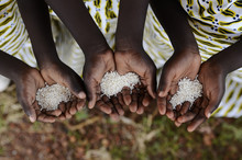 Group Of African Black Children Holding Rice Malnutrition Starvation Hunger. Starving Hunger Symbol. Black African Girls Holding Rice As A Malnutrition Symbol. 