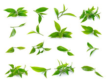 Fresh Green Tea Leaf On White Background
