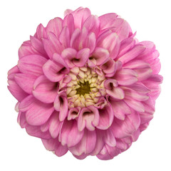 Fotomurales - Pink dahlia isolated