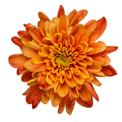 Fotomurales - Orange chrysanthemum isolated