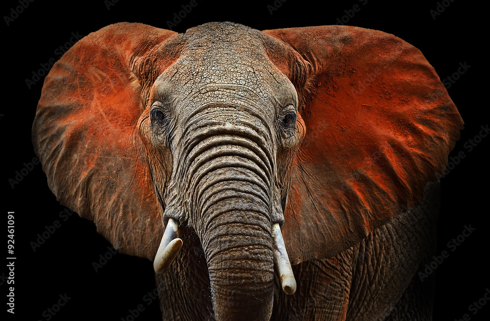Foto-Kissen - Elephants of Tsavo