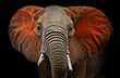 Leinwandbild Motiv Elephants of Tsavo