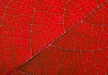 Red Autumn Leaf Background