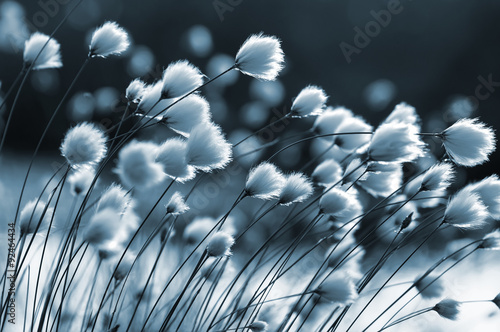 Nowoczesny obraz na płótnie Cotton grass on the lake on a summer evening