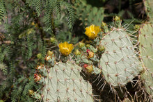 Prickly Pear Pads, Spines, Buds And Flowers In The Chihuahuan Desert