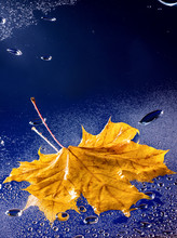 Autumn Leaf Floating On Water With Rain.