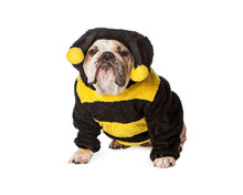 Angry Bulldog In Bumble Bee Costume
