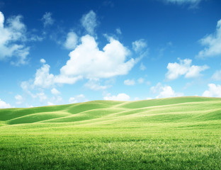 field of grass and perfect sky