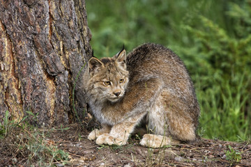 Wall Mural - Crouching Lynx